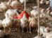 gallinas