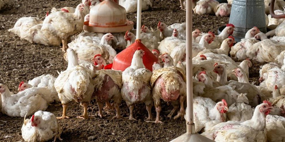 gallinas