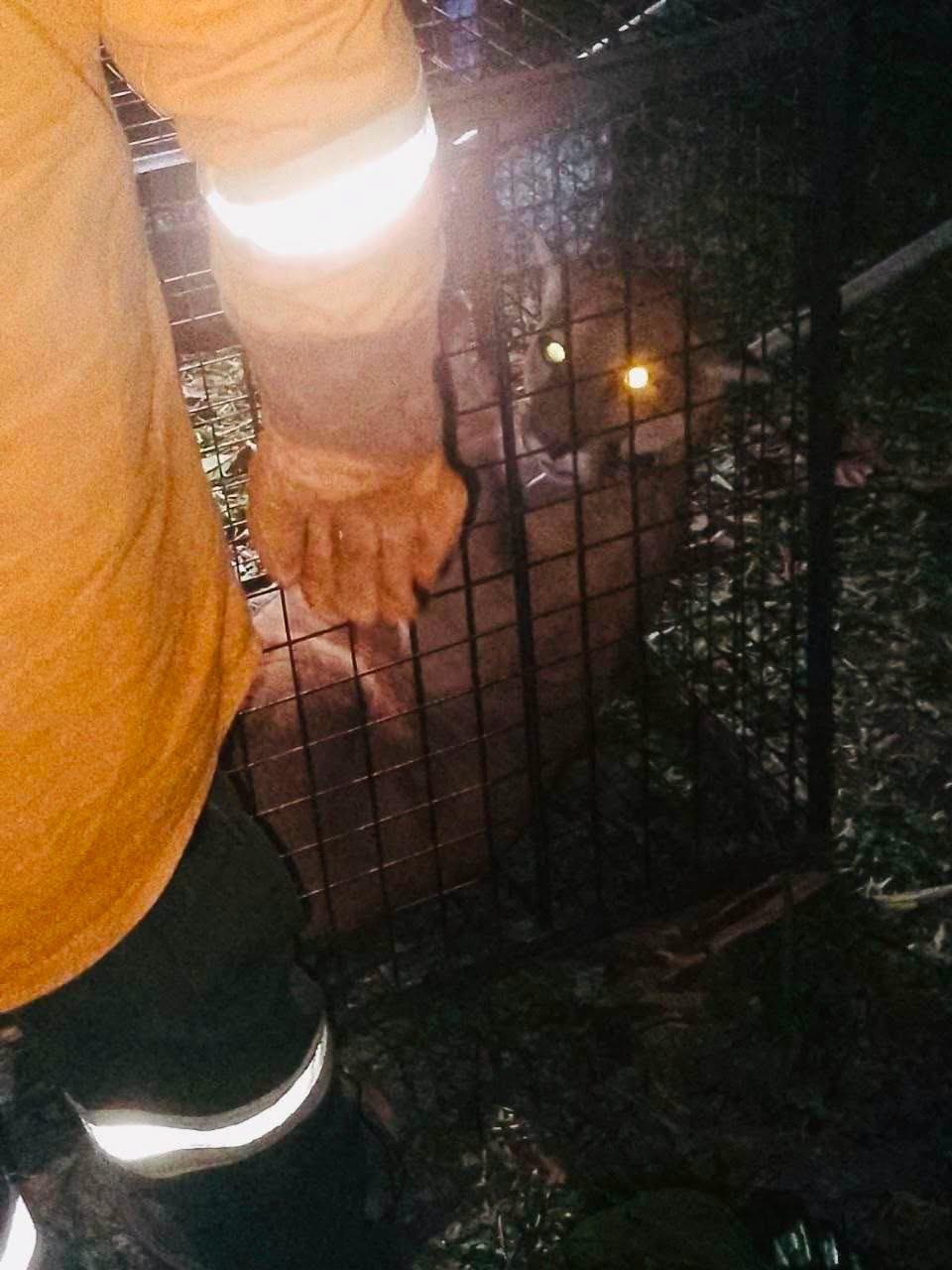 puma