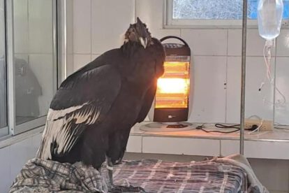 La pareja de cóndores se encuentra bajo cuidado especializado en el Bioparque Agroflori