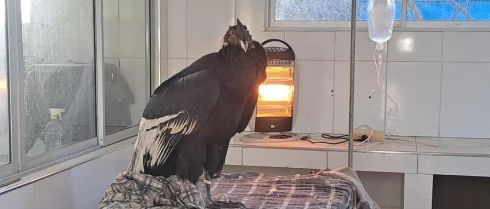 La pareja de cóndores se encuentra bajo cuidado especializado en el Bioparque Agroflori