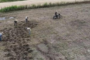 Avasalladores sembrando en el predio Santa Rita