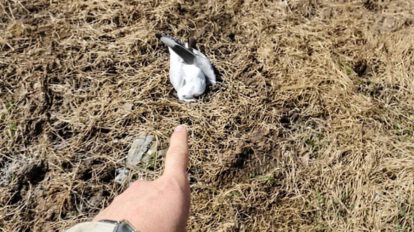 gaviotas muertas