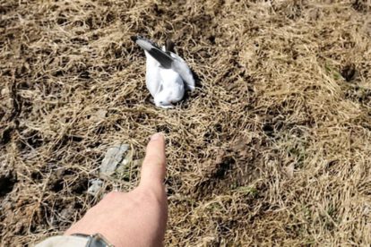 gaviotas muertas