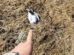 gaviotas muertas