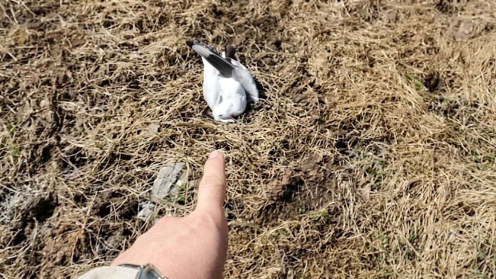 gaviotas muertas