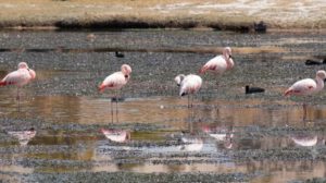 Flamencos en San Antonio de Esmoruco