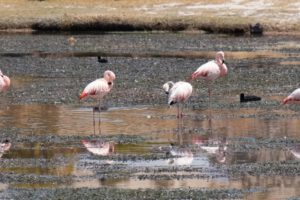Flamencos en San Antonio de Esmoruco