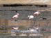 Flamencos en San Antonio de Esmoruco