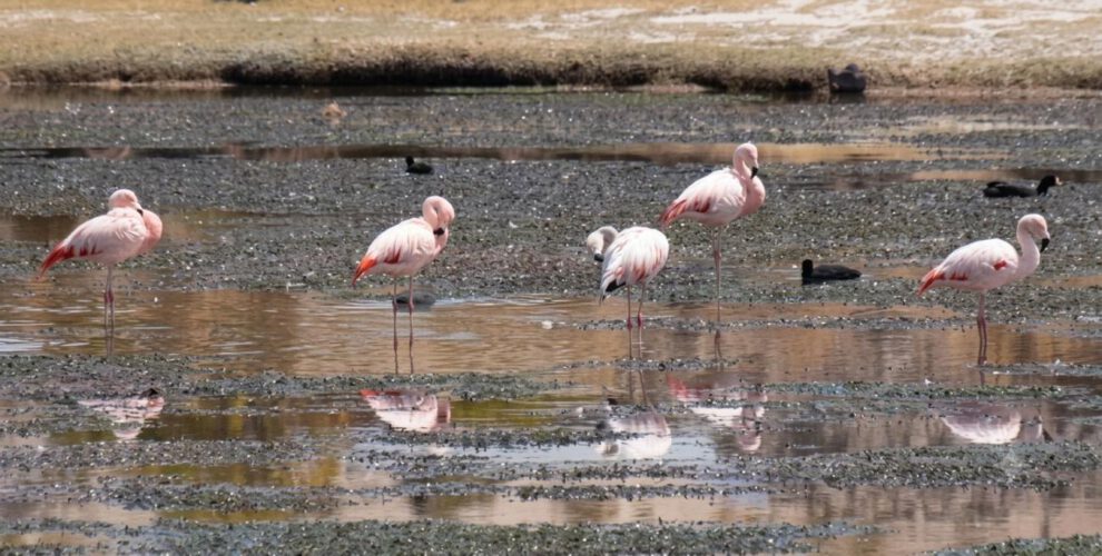 Flamencos en San Antonio de Esmoruco