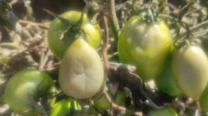 Los cultivos de tomate han sufrido daños considerables debido a las heladas recientes