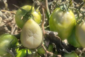 Los cultivos de tomate han sufrido daños considerables debido a las heladas recientes