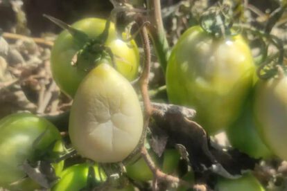 Los cultivos de tomate han sufrido daños considerables debido a las heladas recientes
