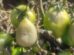 Los cultivos de tomate han sufrido daños considerables debido a las heladas recientes