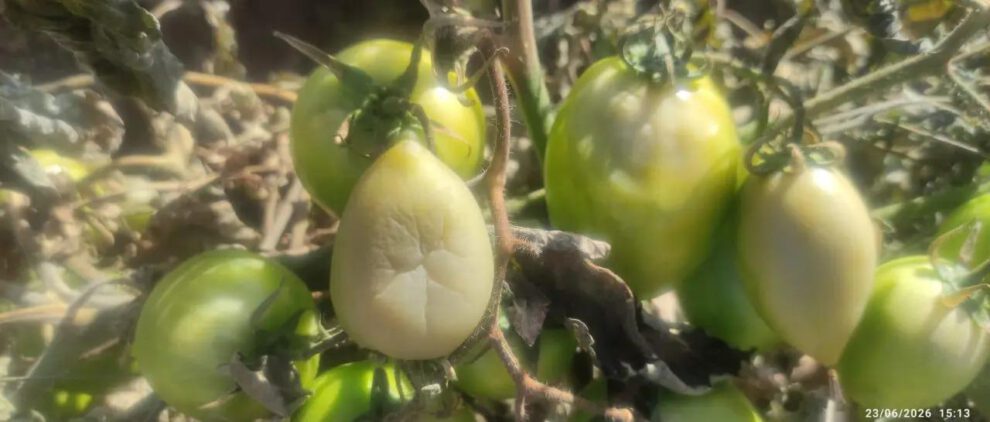 Los cultivos de tomate han sufrido daños considerables debido a las heladas recientes