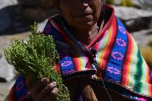 Comunaria de Sullca Salli muestra un ramo de Chak’a Tula