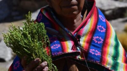 Comunaria de Sullca Salli muestra un ramo de Chak’a Tula