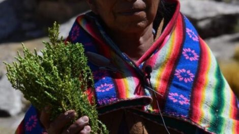 Comunaria de Sullca Salli muestra un ramo de Chak’a Tula