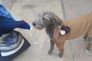 Historia de Ely, la mascota rescatada que vive feliz con su familia