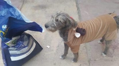 Historia de Ely, la mascota rescatada que vive feliz con su familia