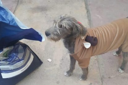 Historia de Ely, la mascota rescatada que vive feliz con su familia