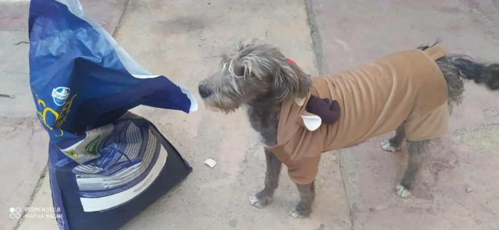 Historia de Ely, la mascota rescatada que vive feliz con su familia