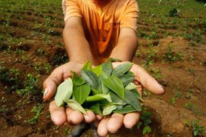 Cultivos de coca en Bolivia incrementan un 15 por ciento de 2020 a 2021