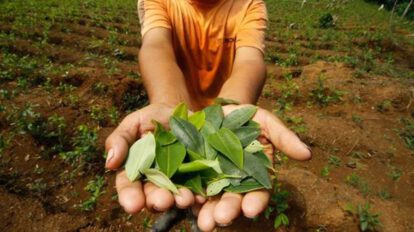 Cultivos de coca en Bolivia incrementan un 15 por ciento de 2020 a 2021