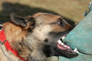 Denuncian falta de seriedad en Zoonosis Oruro
