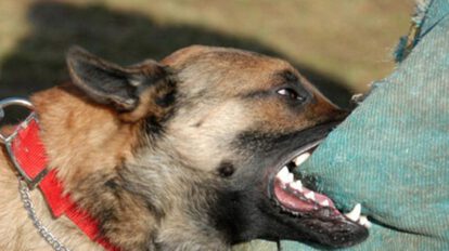 Denuncian falta de seriedad en Zoonosis Oruro
