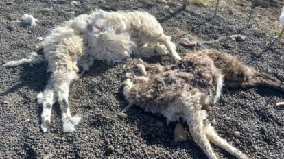 Llamas muertas en Antequera