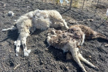 Llamas muertas en Antequera