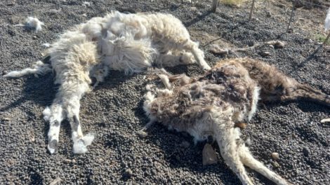 Llamas muertas en Antequera