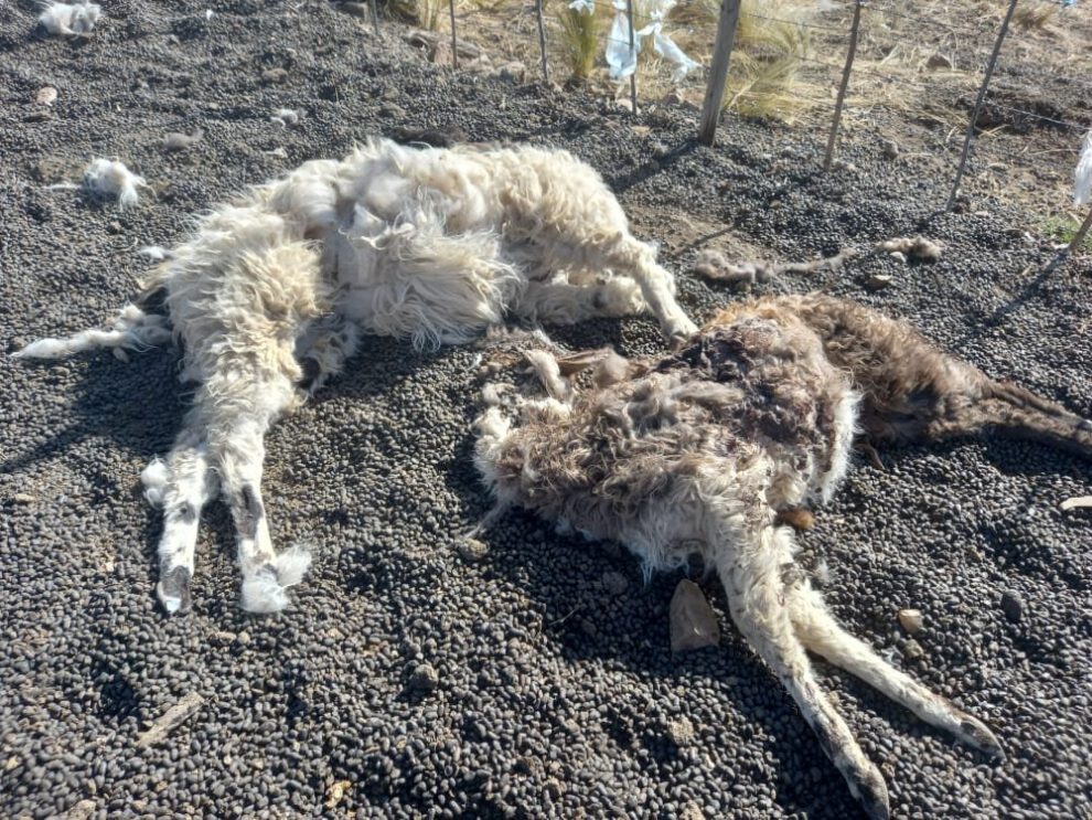 Llamas muertas en Antequera
