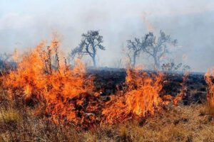 Incendios en Melga afectan más de 500 hectáreas
