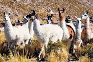 Comunidades rurales afectadas por sequía y heladas