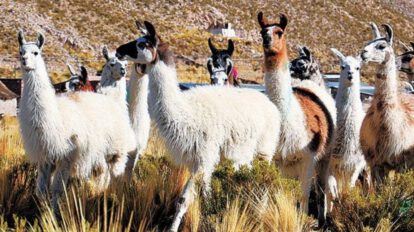 Comunidades rurales afectadas por sequía y heladas