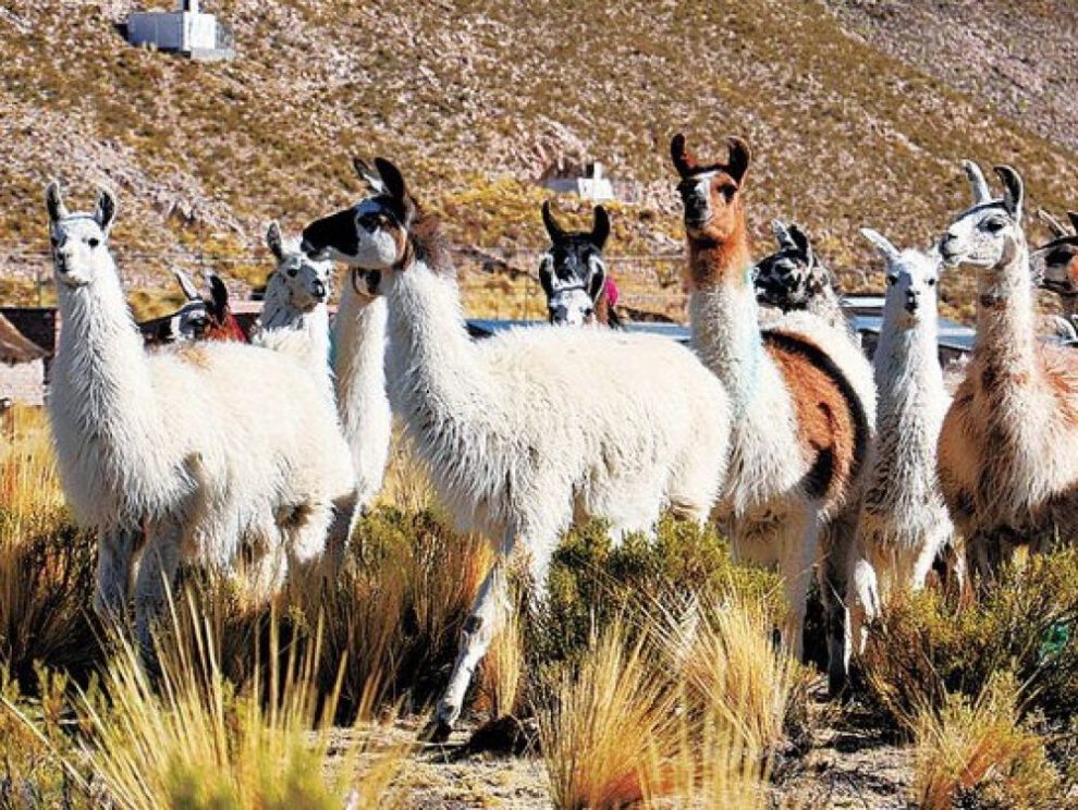 Comunidades rurales afectadas por sequía y heladas