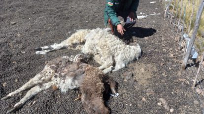 Drones en Antequera para identificar animales que mataron a 28 llamas