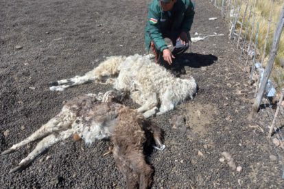 Drones en Antequera para identificar animales que mataron a 28 llamas