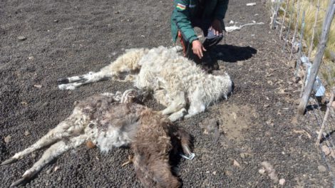 Drones en Antequera para identificar animales que mataron a 28 llamas