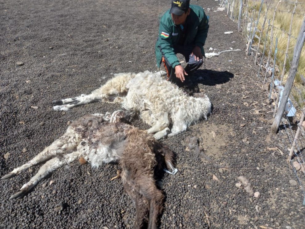 Drones en Antequera para identificar animales que mataron a 28 llamas