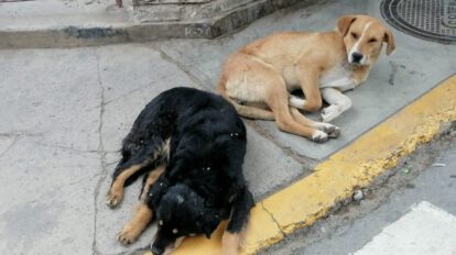 Garantizan la vacunación antirrábica para septiembre