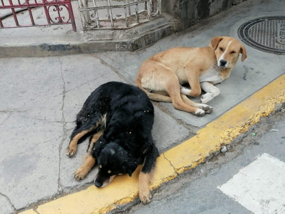Garantizan la vacunación antirrábica para septiembre