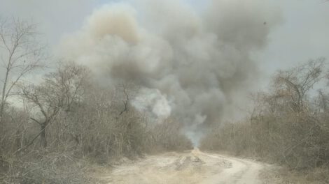 Incendios en San Matías afectan flora y fauna