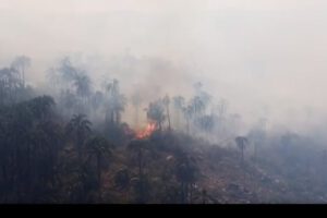 Incendio en el Área Natural El Palmar afectó hábitat del oso jukumari