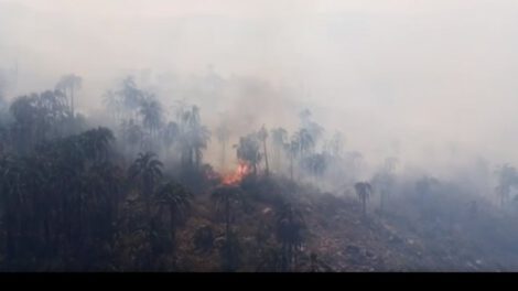 Incendio en el Área Natural El Palmar afectó hábitat del oso jukumari