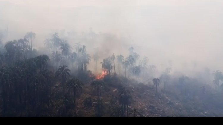 Incendio en el Área Natural El Palmar afectó hábitat del oso jukumari
