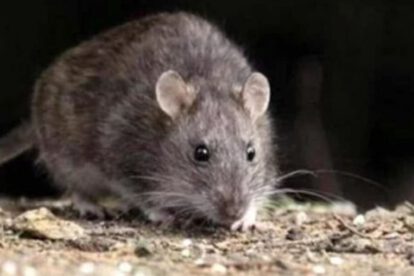 Leptospirosis en Tarija