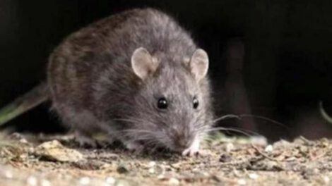 Leptospirosis en Tarija